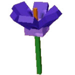 Crocus