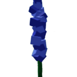 Delphinium