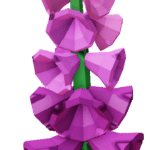Foxglove