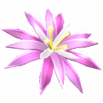 Paradise Petal